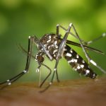 Descubra os Sinais e Sintomas da Dengue: Aprenda a Identificar e Agir